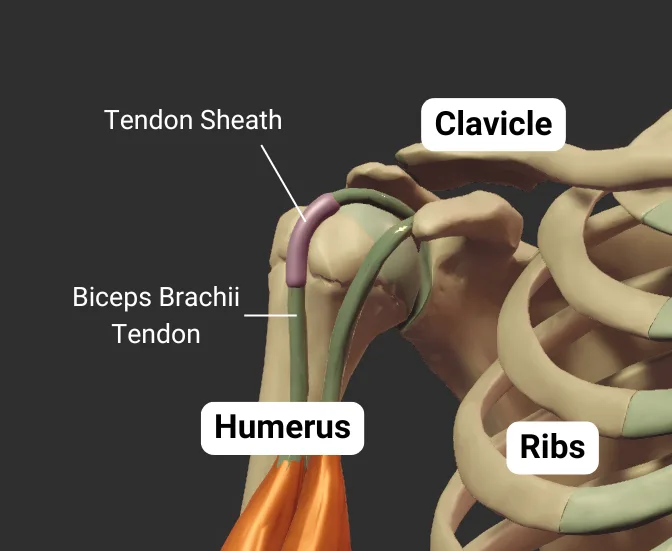 Intertubercular sulcus — labeled landmark (672x551)